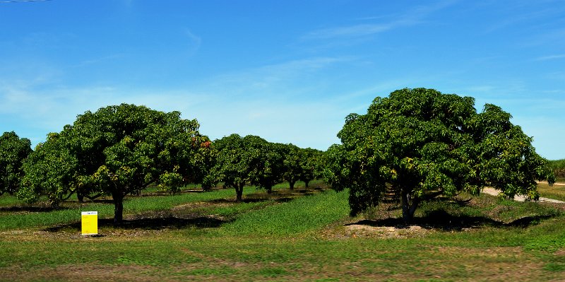 05Tville (25).JPG - Mango plantations between Homehill and Townsville